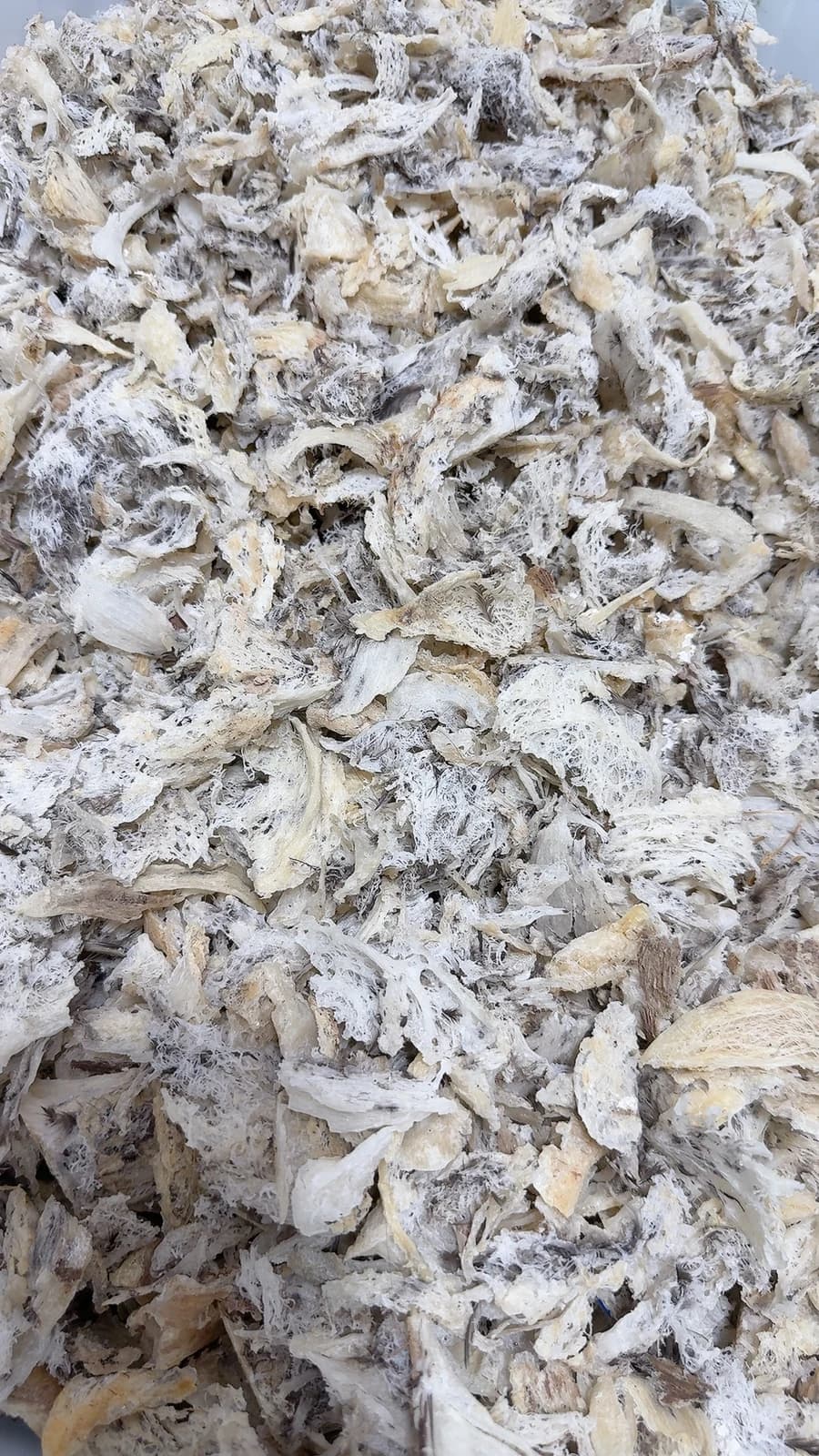 BỂ ĐẾ XƠ MƯỚP- TÚI 50GR